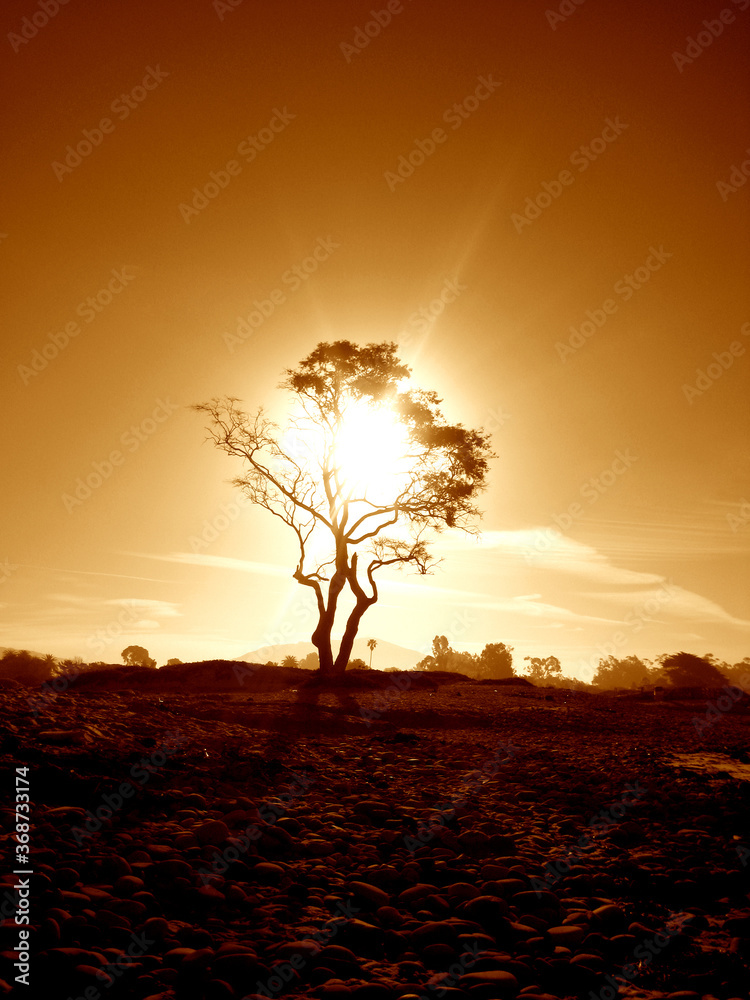 lonely tree silhouette in the sunset Carpenteria California