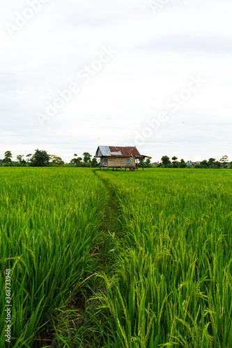 Beautiful Scenery About the House in the Middle of Rice Fields