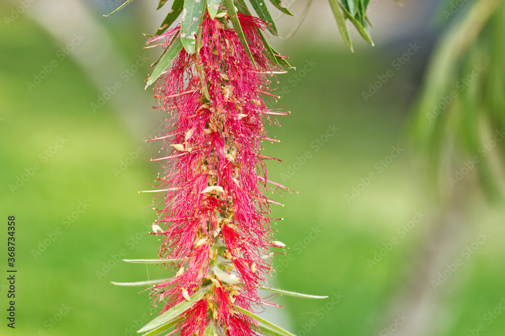 Bottle brush red flower closeup on tree. Bottle brush red flower closeup on tree.