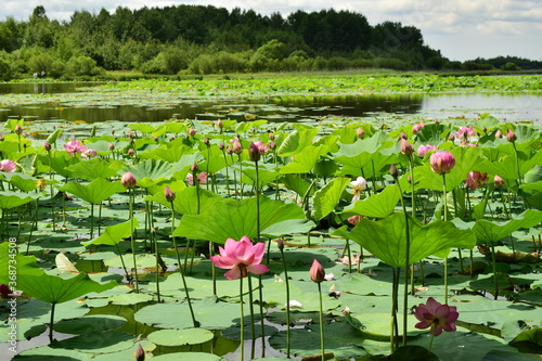Lake with flowers. Komarov's lotus (Nelumbo Komarovii). photo