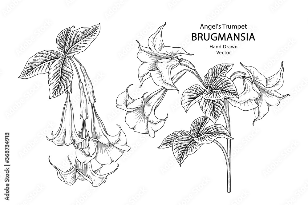 Sketch Floral decorative set. Angel's Trumpet flower (Brugmansia
