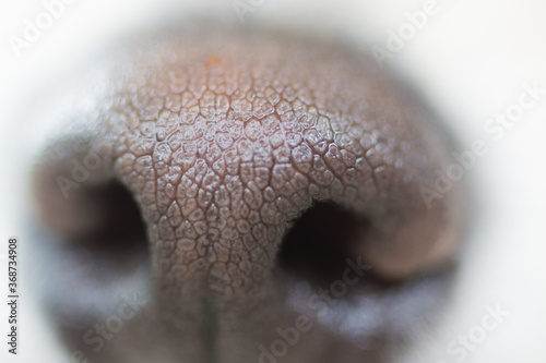 白い柴犬の鼻紋
