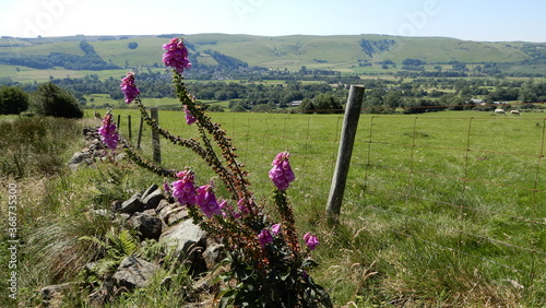 flawers photo