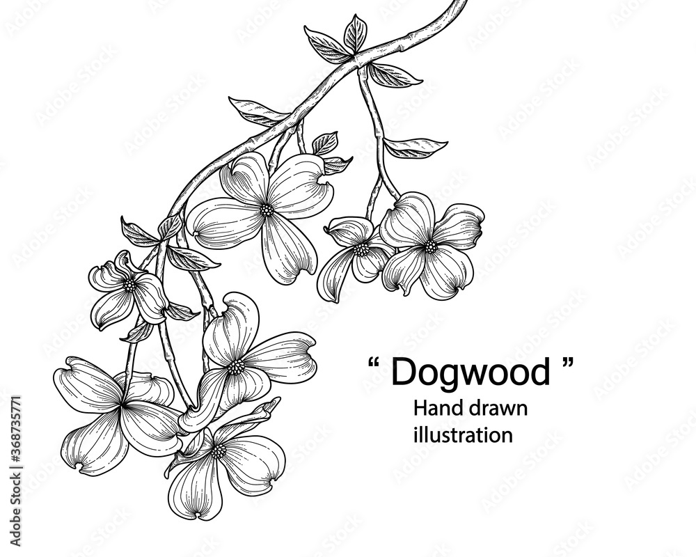 Sketch Floral decorative set. dogwood flower drawings. Black line art