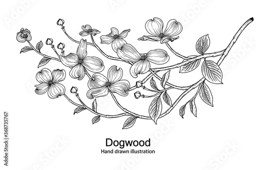 Sketch Floral decorative set. dogwood flower drawings. Black line art isolated on white backgrounds. Hand Drawn Botanical Illustrations. Elements vector.