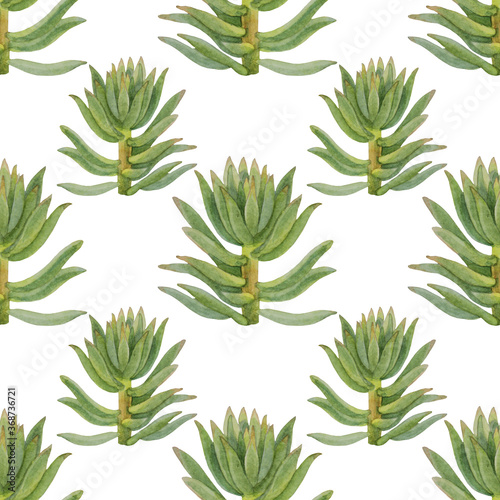 Fototapeta Naklejka Na Ścianę i Meble -  Seamless pattern watercolor hand-drawn green succulent cotyledon home plant on white background. Art creative nature object for card, sticker, wallpaper, textile or wrapping