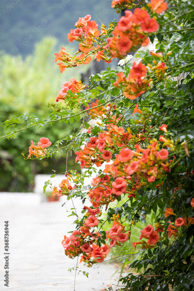 Naklejka premium Greek summer background with flowers