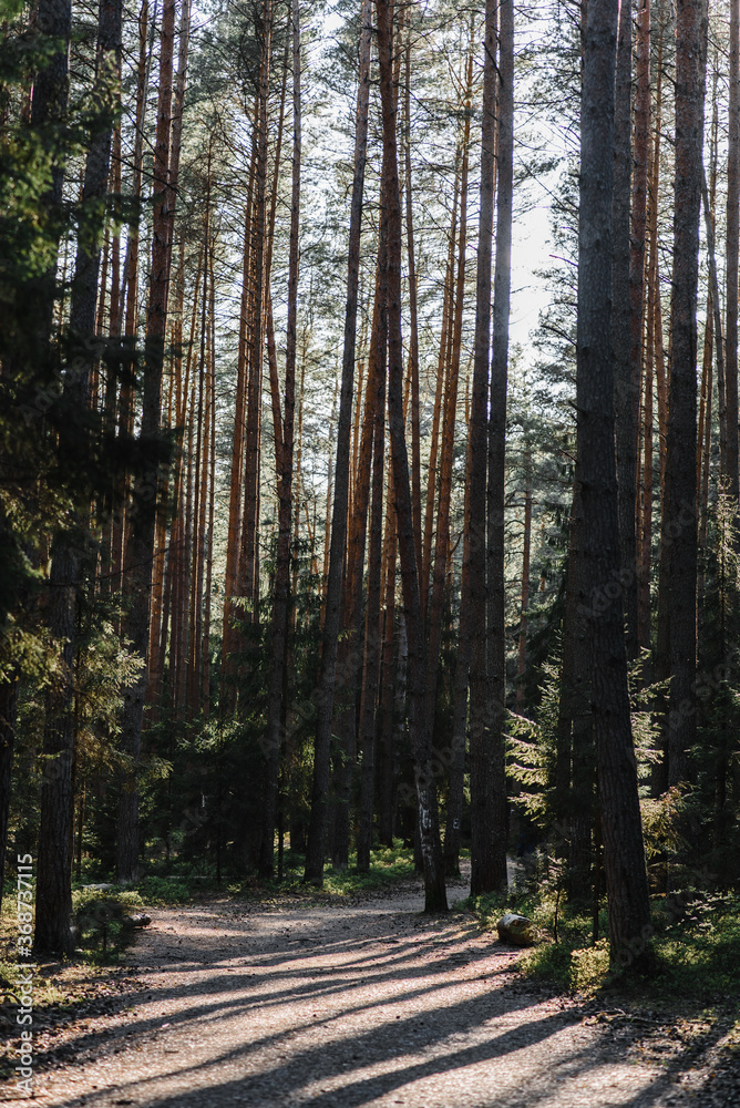 Obraz premium pine forest pine wood pine and spruce the sun's rays and light penetrate the branches and foliage