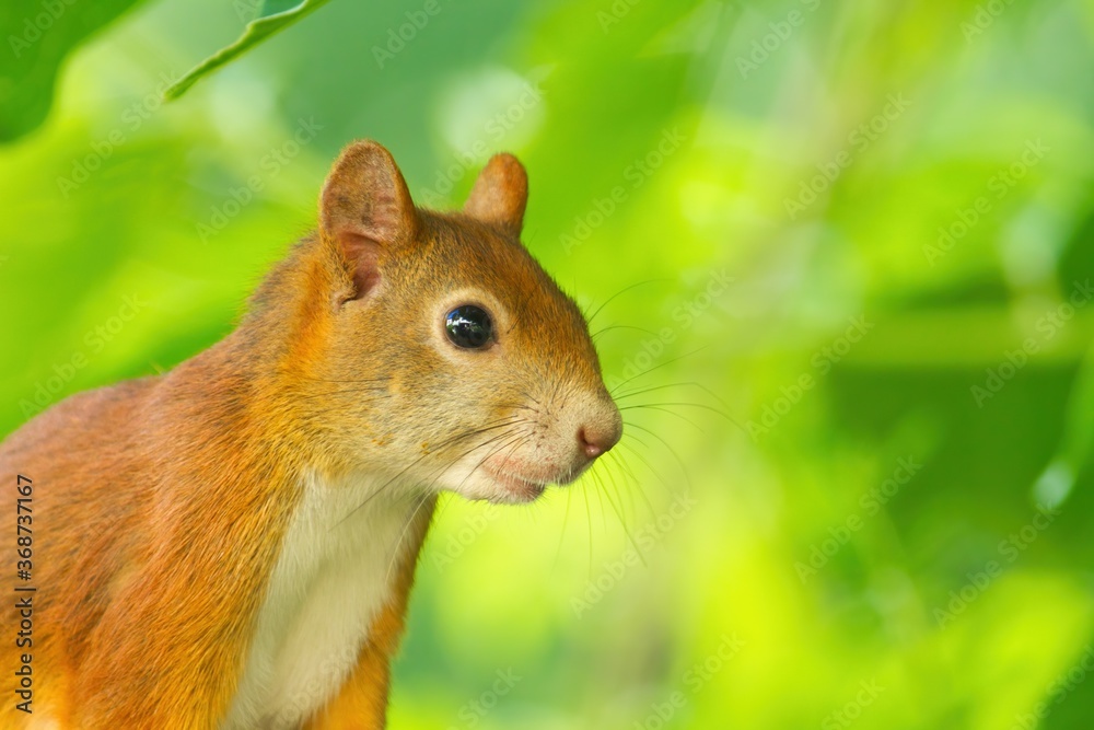 Portrait of a eurasian red squirrel in summer in the shade on green background, sciurus vulgaris Portrait of a eurasian red squirrel in summer in the shade on green background, sciurus vulgaris