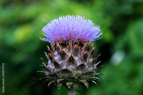 Canvastavla Cardoon flower (Cynara cardunculus L.) herb plant