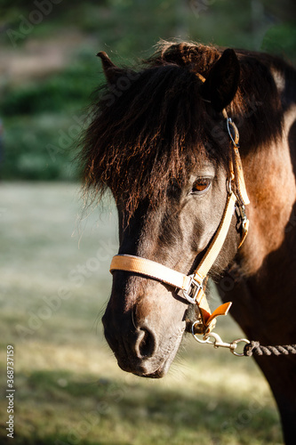 Fototapeta Naklejka Na Ścianę i Meble -  Portrait of bay sorrel black horse on background of field in summer day