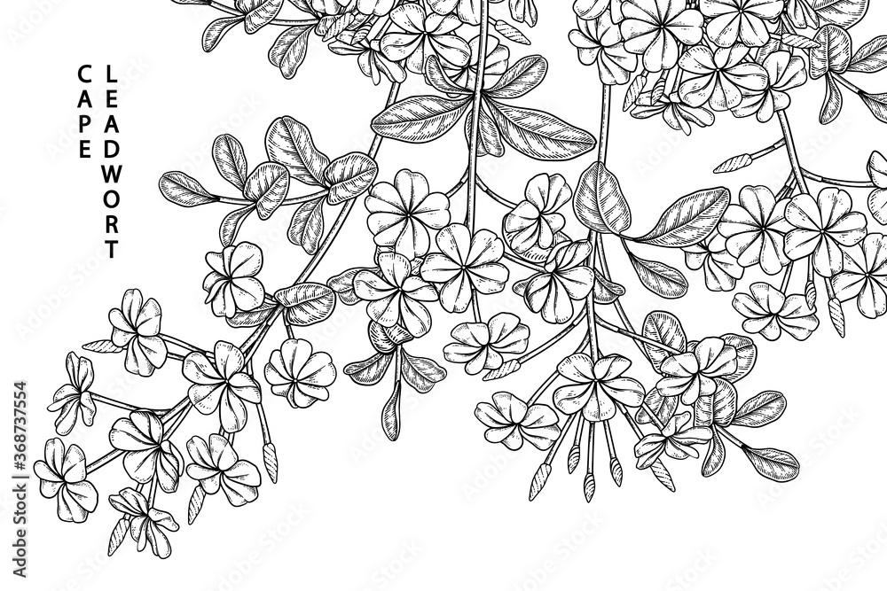 Sketch Floral decorative set. Plumbago auriculata (Cape Leadwort) flower drawings. Black line art isolated on white backgrounds. Hand Drawn Botanical Illustrations. Elements vector.