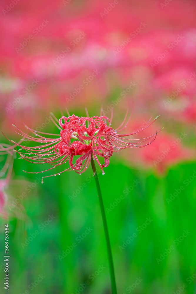 彼岸花 彼岸花
