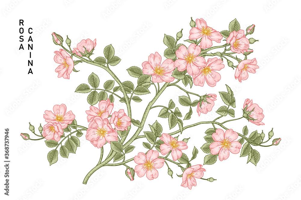 Sketch Floral decorative set. Pink Dog rose (Rosa canina) flower drawings. Vintage line art isolated on white backgrounds. Hand Drawn Botanical Illustrations. Elements vector.