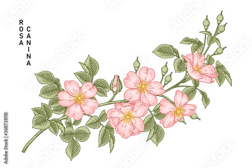 Sketch Floral decorative set. Pink Dog rose (Rosa canina) flower drawings. Vintage line art isolated on white backgrounds. Hand Drawn Botanical Illustrations. Elements vector.