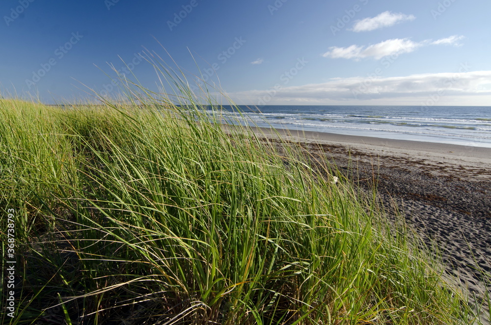 Dune grass over Westport beach during low tide Dune grass over Westport beach during low tide