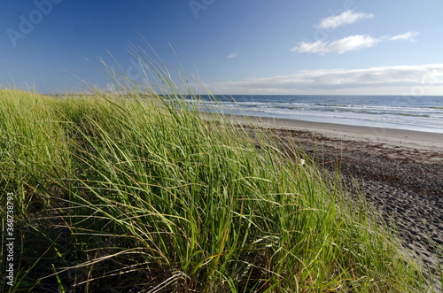 Dune grass  over Westport beach during  low tide