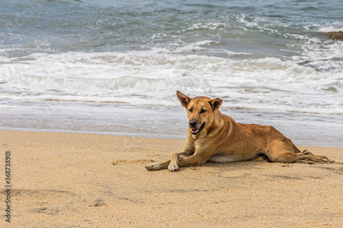 A brown outbred dog lies on the seashore in Sri Lanka, crossing its paws. The domestic dog (Canis familiaris or Canis lupus familiaris) is a member of the genus Canis. It is terrestrial carnivore.