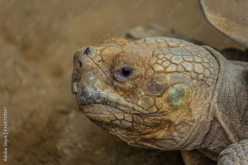 The desert tortoise (Gopherus agassizii). Gopherus agassizii is distributed in western Arizona, southeastern California, southern Nevada, and southwestern Utah. The desert tortoise lives to 80 years