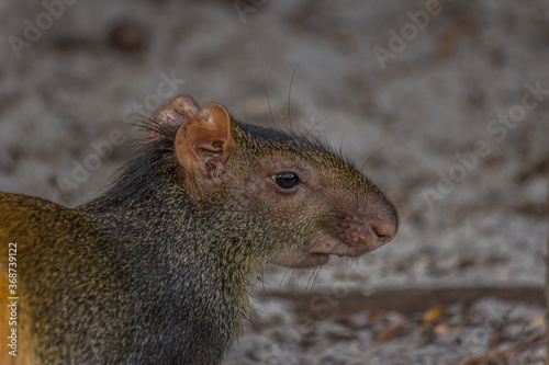 The red-rumped agouti (Dasyprocta leporina), also known as the golden-rumped, orange-rumped or Brazilian agouti, is a agouti from the family Dasyproctidae. It is native to northeastern South America photo