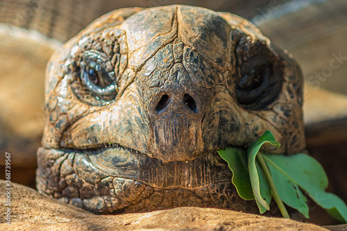 Portrait of a large elephant tortoise (Chelonoidis elephantopus) eats a branch with leaves. It is also known as Galapagos tortoise. Modern Galapagos tortoises can weigh up to 417 kg (919 lb).
