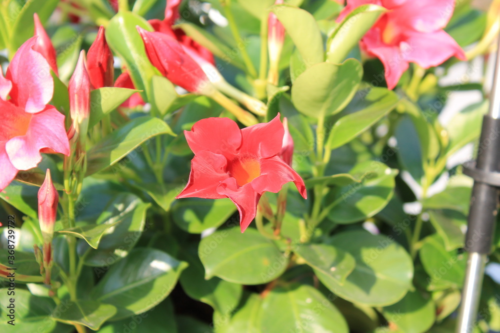 Flowers Flowers