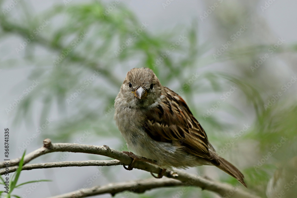sparrow on a branch sparrow on a branch