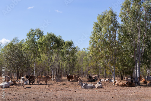 Big group of domestic cows with hump, without horns. Large herd , trees at the background. Young calfs and adult cows. Used for milk and beef production. Katherine, Northern Territory NT, Australia photo