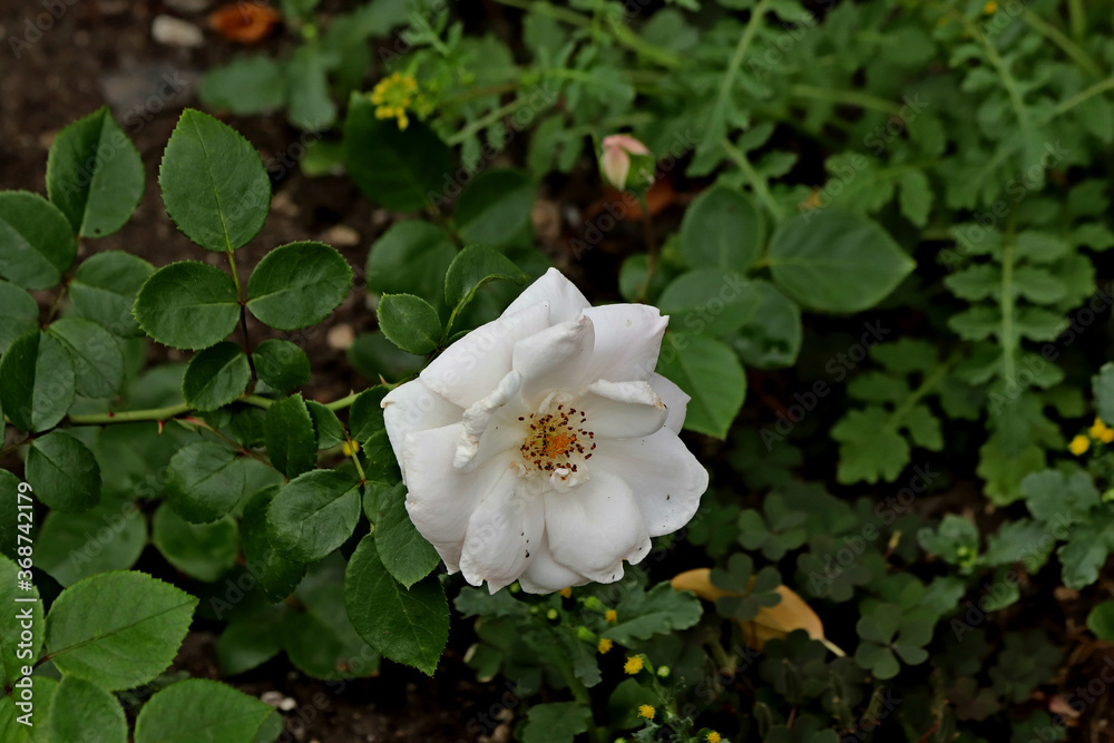 white and yellow flower