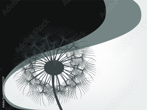 Abstract gray background of a dandelion for design.