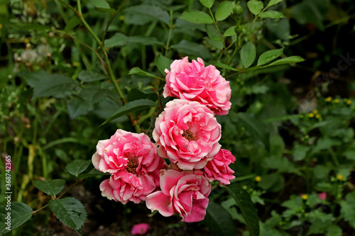 pink rose bush