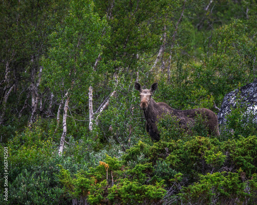 moose in the woods of norway photo