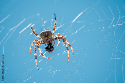 European garden spider, diadem spider, orangie, cross spider or crowned orb weaver Eating close up