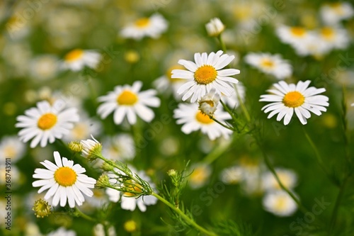 Beautiful flowers - daisies. Summer nature background with flowers.