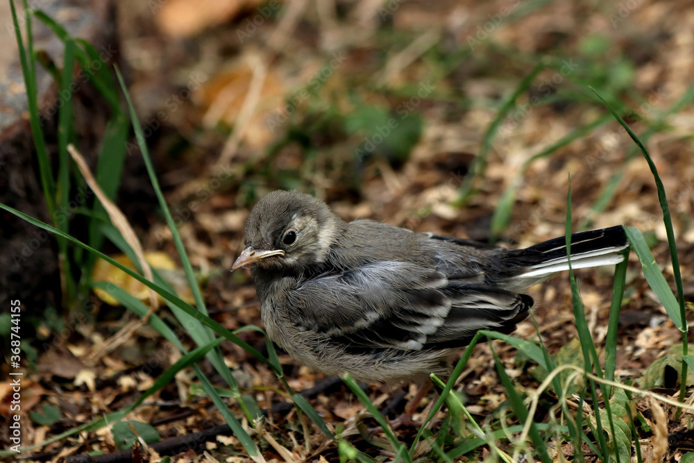 a small bird a small bird
