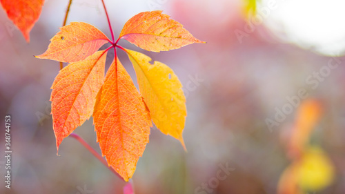 Red leaves of a wild grapes. Autumn leaves of wild grapes with blurred background. Autumn background. Copy space
