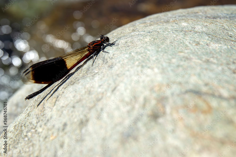 Obraz premium Dragonfly on a rock among a river in Hualien county, Taiwan.