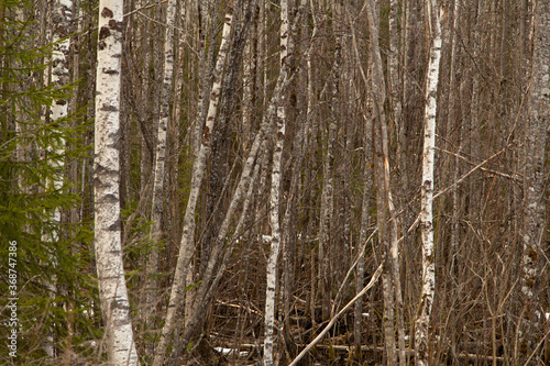 Fototapeta Naklejka Na Ścianę i Meble -  Brich trees texture background