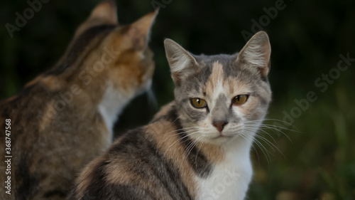 A beautiful homeless cat walks in nature, in the countryside, on the grass. Sunny day, a cat in the shade under a tree. Close-up, blurred bokeh background. © MiaStendal