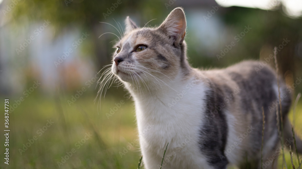 A beautiful homeless cat walks in nature, in the countryside, on the grass. Sunny day, a cat in the shade under a tree. Close-up, blurred bokeh background. A beautiful homeless cat walks in nature, in the countryside, on the grass. Sunny day, a cat in the shade under a tree. Close-up, blurred bokeh background.