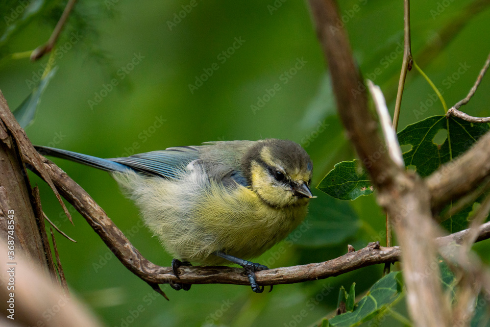 Obraz premium Cute juvenile Eurasian blue tit bird in the green forest foliage with beautiful colorful plumage finding food on the branches.