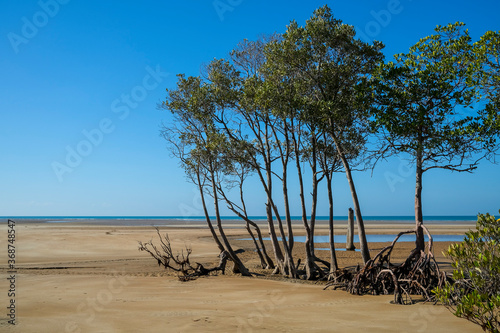Fototapeta Naklejka Na Ścianę i Meble -  Mangrove trees on a beach at low tide, near Darwin, Northern Territory, Australia