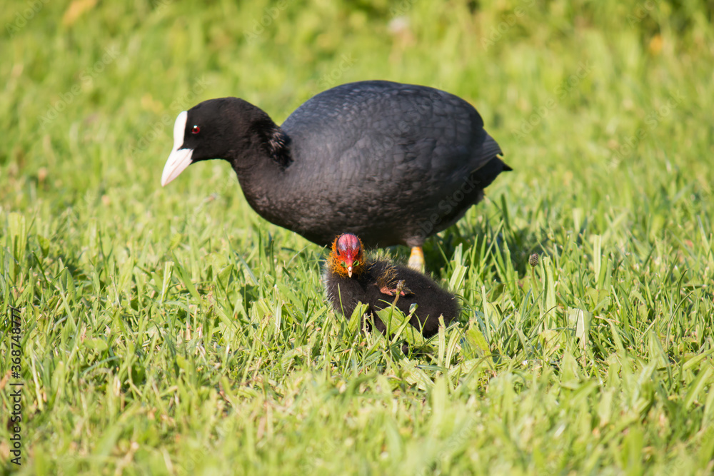 Adult and young Eurasian coots (Fulica atra) standing in grass Adult and young Eurasian coots (Fulica atra) standing in grass