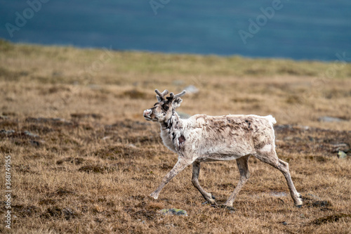 Majestic White reindeer in Mountains running With smal antlers changing fur color to Winter skin in Padjelanta National Park, Northern Europé.