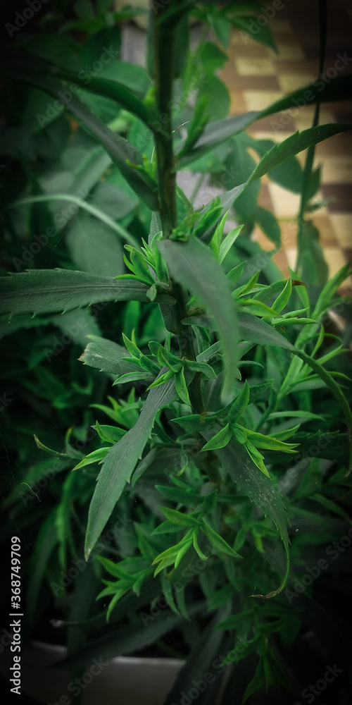 Obraz premium Green Plant