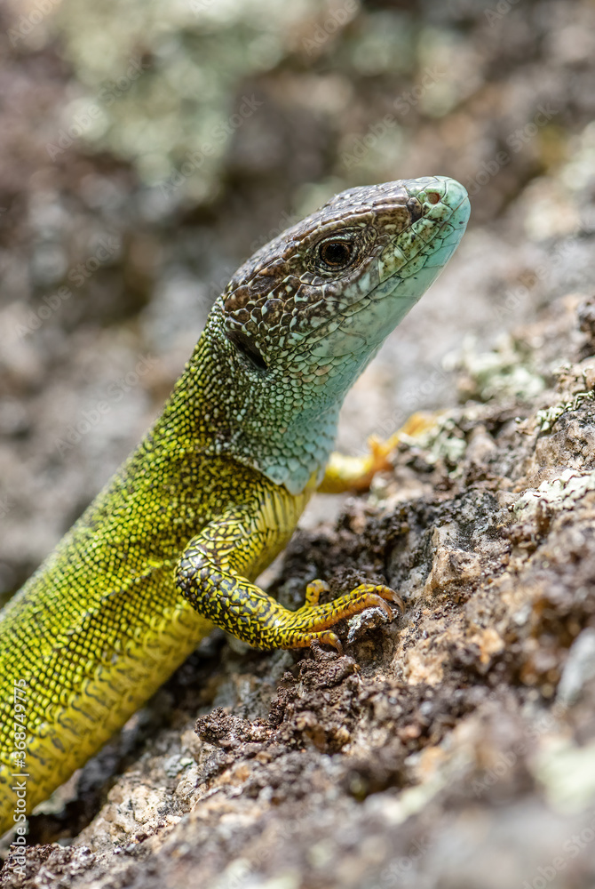 Green Lizard - Lacerta viridis, beautiful colored lizard from European meadows and rocks, Havraniky, Czech Republic. Green Lizard - Lacerta viridis, beautiful colored lizard from European meadows and rocks, Havraniky, Czech Republic.