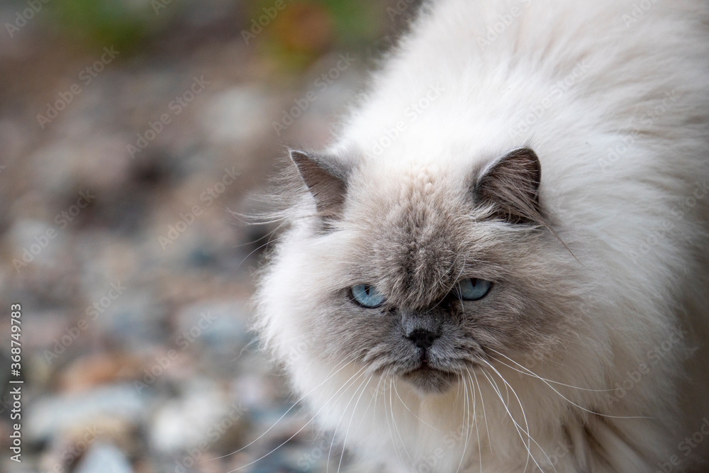 Lovely adult Ragdoll Cat with curious Blue Eyes and fluffy white fur Looking at the camera with tilted head.