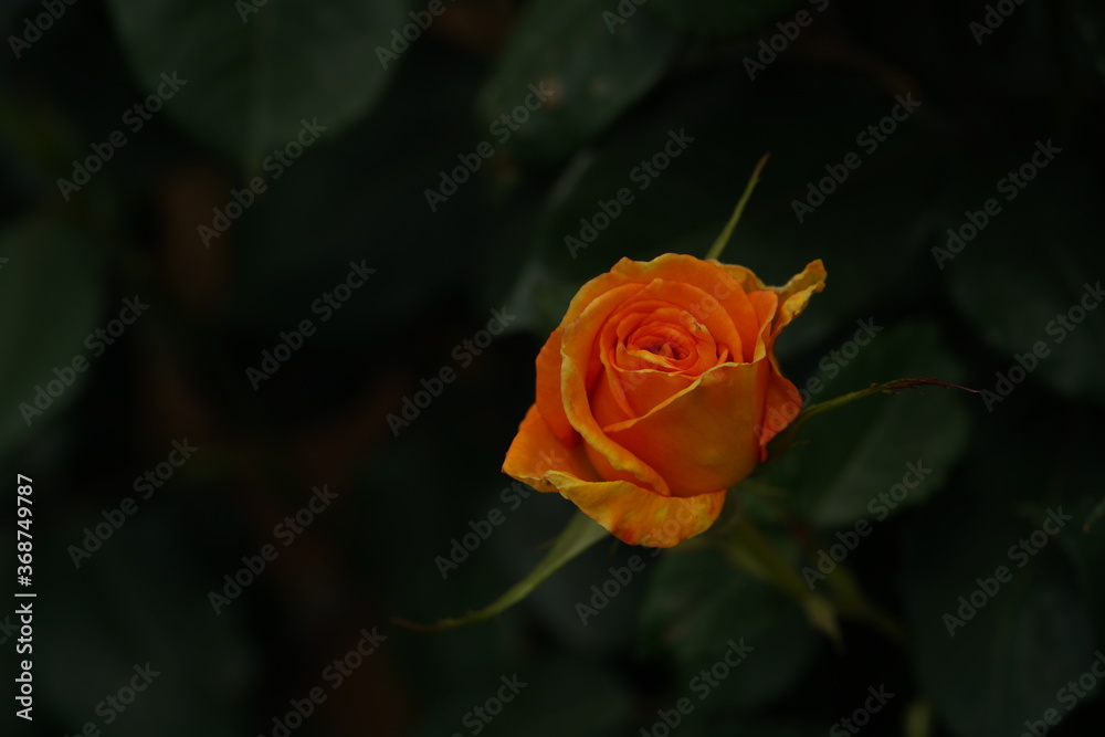 Yellow Flower of Rose 'Sundance' in Full Bloom
Yellow Flower of Rose 'Sundance' in Full Bloom