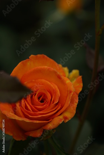 Yellow Flower of Rose  Sundance  in Full Bloom 