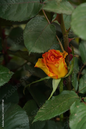 Yellow Flower of Rose  Sundance  in Full Bloom 